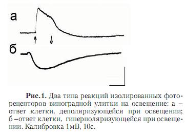Подпись:  
Рис.1. Два типа реакций изолированных фото-рецепторов виноградной улитки на освещение: а – ответ клетки, деполяризующейся при освещении; б –ответ клетки, гиперполяризующейся при освеще¬нии. Калибровка 1мВ, 10с.
