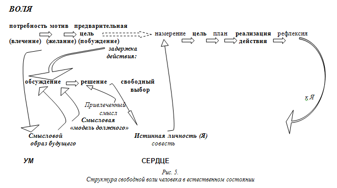 Рис.5. Структура свободной воли человека в естественном состоянии